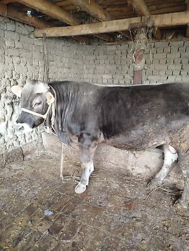 Коровы, быки: Продаю | Бык (самец) | Швицкая | На откорм | Привязанные — 6