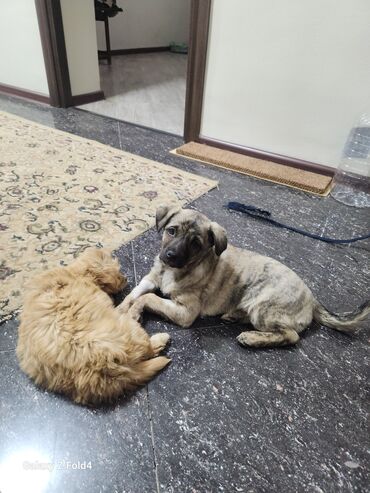 Продажа собак: Отдам в хорошие руки! Щенки метисов - Милые щенки с короткой густой — 12