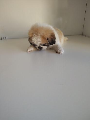 heyvan per page 40: Pekines, 2 ay, Erkək, Peyvəndli, Ödənişli çatdırılma — 2