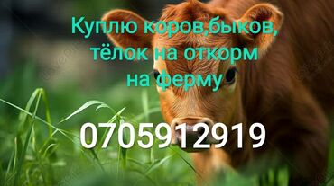 куплю лошадь в бишкеке: Куплю | Коровы, быки, Лошади, кони | Круглосуточно, На забой, на мясо, На откорм