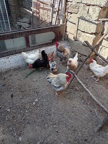 Toyuq, Brama, Damazlıq lalafo.az -da Toyuq, Brama, Damazlıq