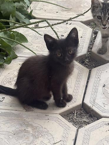 кошка черная: Котята из одного помёта - Возраст: 4 месяца - Окрас: несколько — 4