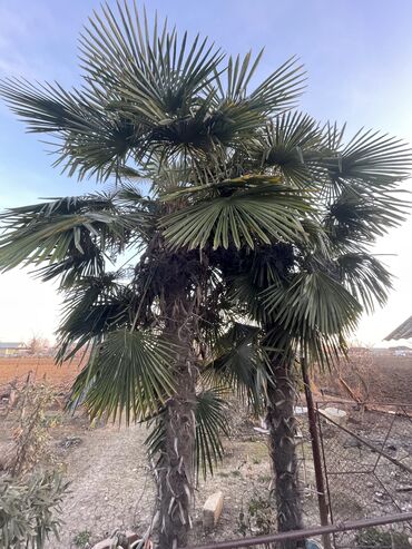 плейстейшн 4 купить: Продается крепкая пальма для сада! Ищете красивое и неприхотливое