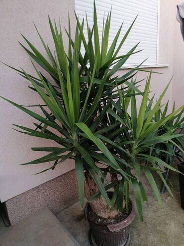 Ostale kućne biljke: Drvo života -Yucca Elephantipes Visine 1-2 m Drvo Zivota-Yucca — 10