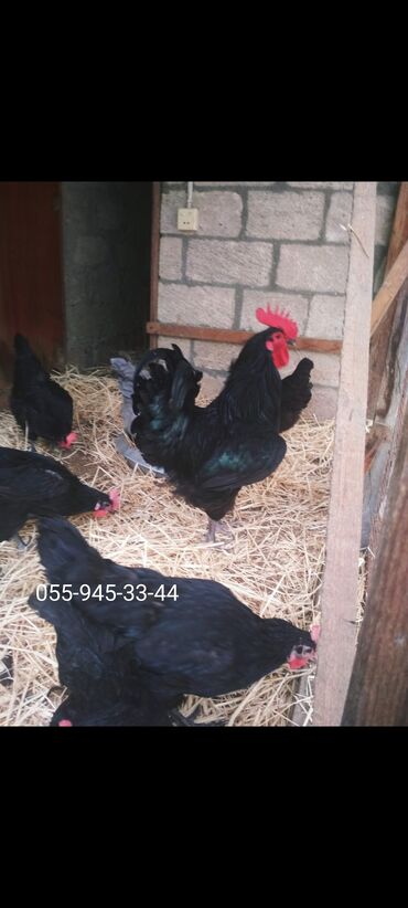 australorp: Toyuq, Australorp, Damazlıq, Ödənişli çatdırılma