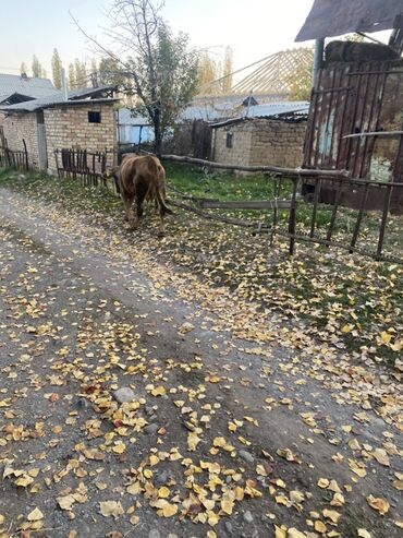 собака долматинец: Продаю | Корова (самка), Тёлка | На откорм, Для разведения, Для молока