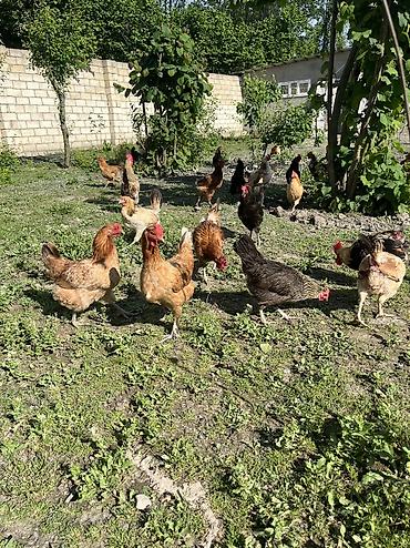 Toyuqlar: Salam. Məhsul: Azad otlaqda saxlanılan yerli toyuqlar və xoruzlar — 15