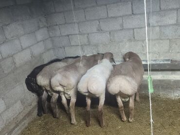 сх животные и товары: Сатам | Кочкор (эркек) | Союуга