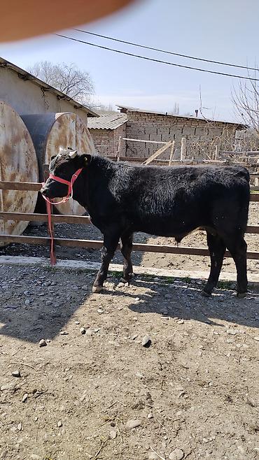 Коровы, быки: Продаю | Бык (самец) | Бельгийская | На откорм | Привязанные — 7