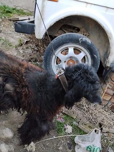 Отдам даром собаку: Тайган крупной породы, длинношёрстная. Окрас преимущественно чёрный с — 1