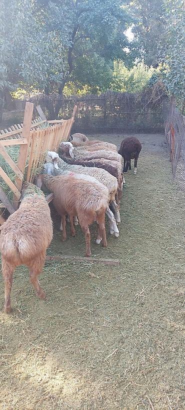 каракол кошка: Сатам | Козу | Союуга, Көбөйтүү үчүн — 2