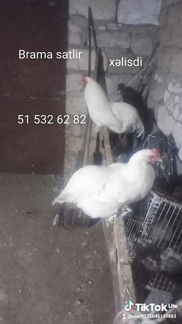 heyvan ve insan seksi: Toyuq, Brama, Damazlıq — 2