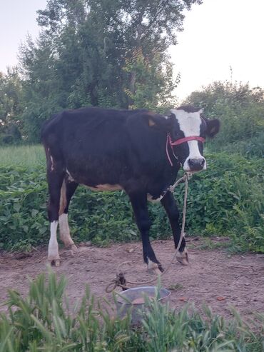 меняю на корову: Продаю | Тёлка | Алатауская | Для молока