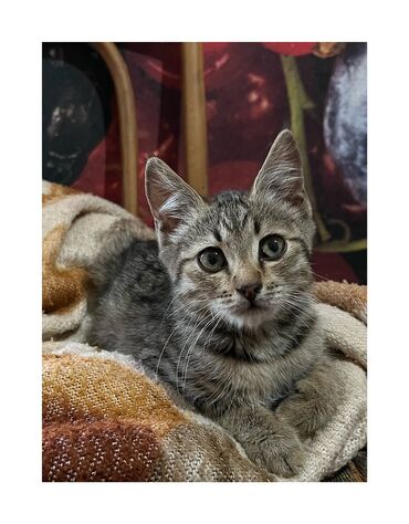 шотландская прямоухая кошка цена: Кошка даром: Беспородная, 3 месяца, Мальчик, Приучена к лотку
