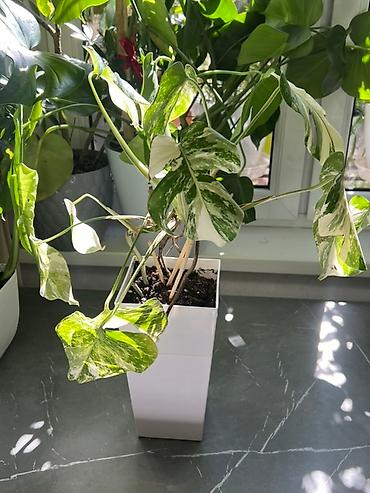 Монстеры: Монстера вариегатная (Monstera deliciosa variegata) — комнатное — 29