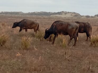 Camış: Məhsul: Su camışı sürüsü boğaz çatmışlar. 9 heyvan 6 ana camis . 3 — 10