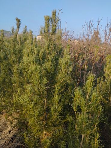 Şitillər: Satılır: iynəyarpaq şam ağacları (fidanlar) - Növ: Şam (Pinus) – — 5
