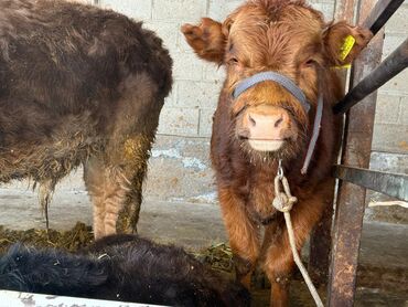 Коровы, быки: Продаю | Музоо, торпок | На откорм | Привязанные — 8