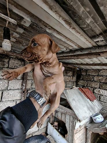 pitbull staff: Pitbul, 2 ay, Erkək, Ödənişli çatdırılma — 10