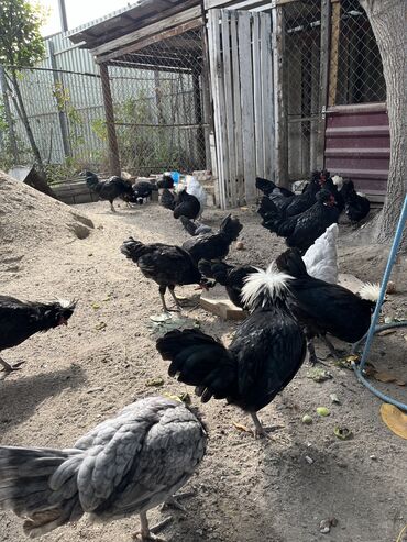 попугай ара сколько стоит: Продажа Петушков Голанские бело хохлатые чёрно хохлатые 
Майские