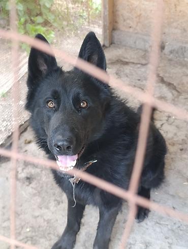 Продажа собак: Немецкая овчарка, 2 года, Самец — 2