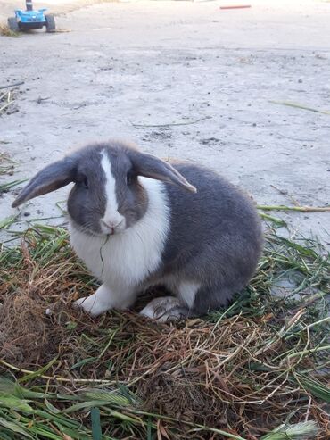Dovşanlar: Erkey lop cinsi qulaq salaq el dovşanidi.tekti lalafo.az -da Dovşanlar: Erkey lop cinsi qulaq salaq el dovşanidi.tekti