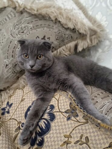 сиамский котенок: Шотландский вислоухий чистокровный котенок 8 месяцев