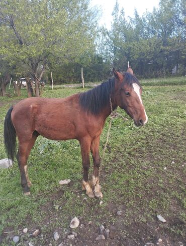 чистокровные лошади кыргызстана: Лошади, кони