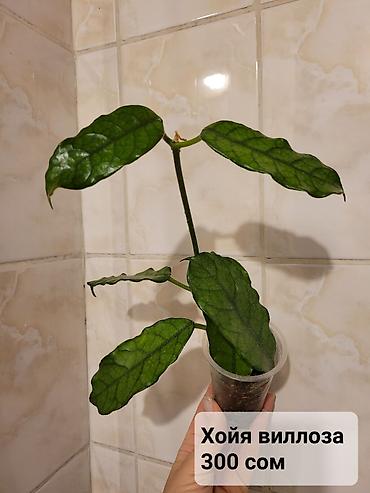 Хойи: Хойи
Цены и названия на фото — 12