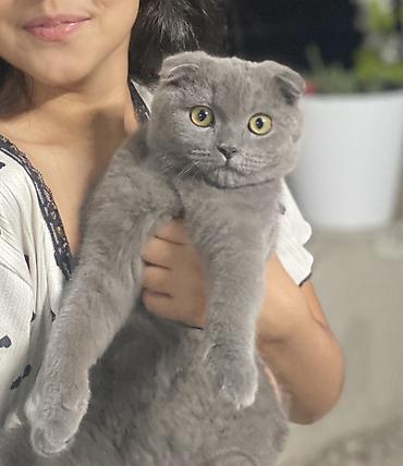 порода кошка: Шотландский вислоухий кот (Scottish Fold), окрас голубой — 1