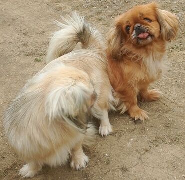 İtlər: Pekines, 2 il, Dişi, Cütləşmə üçün