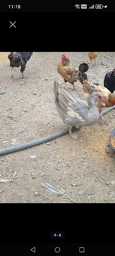 Ördəklər: Salam.Lavanda lal ördəkləri satılır erkək dişi satılır dişi 1 erkək 2 — 2