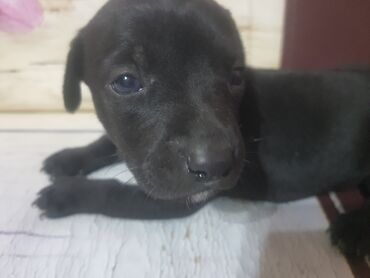 çubuş it: Doberman, 1 ay, Dişi, Ünvandan götürmə, Ödənişli çatdırılma