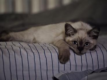 скотишь страйт: Скотиш Страйт (Шотландская прямоухая), 4 месяца, Мальчик — 1