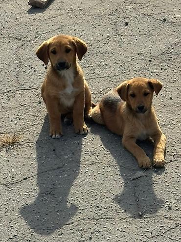 sobaka dog: Щенки смешанных пород - Возраст: примерно 2–3 месяца (по фото — — 4