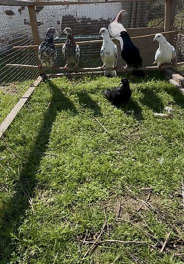 Göyərçinlər: Göyerçinler satılır — 14