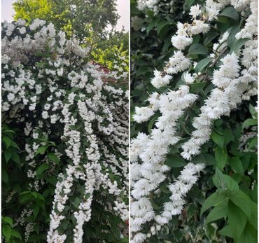 Toxumlar: Həyət gülleri. 90növ çesid var! — 25