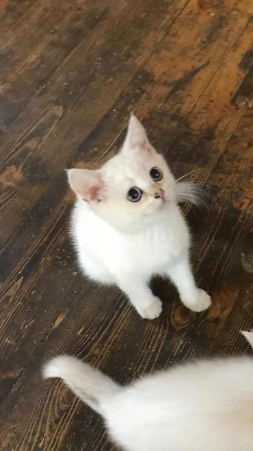 Pişiklər: Britan — 9