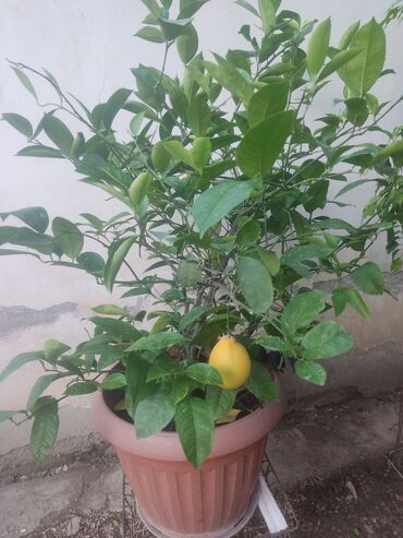 долларовое дерево: Продается лимонное дерево
При хорошем ухаживании даёт 15-25 плодов