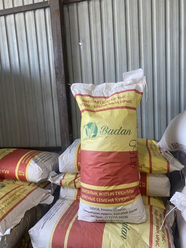 рушенная кукуруза: Семена и саженцы Кукурузы, Бесплатная доставка