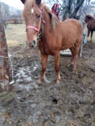 Лошади, кони: Продаю | Конь (самец) | Рабочий — 3