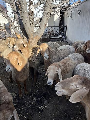 Баран, овца: Продаю | Овца (самка) | Для разведения — 4
