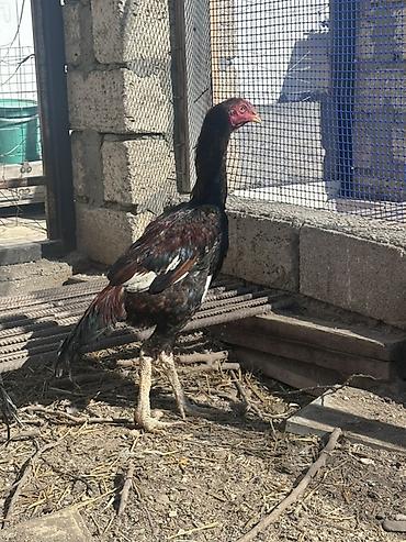 Xoruzlar: Xoruz, il: <1 — 3