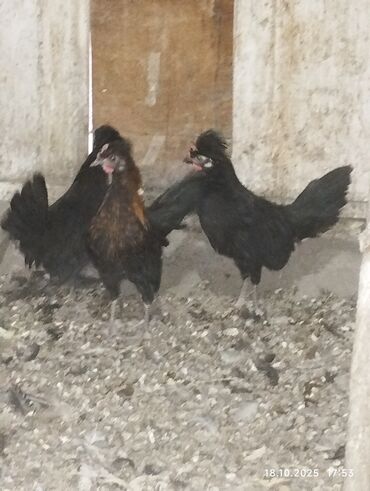 где купить инкубационное яйцо породистых кур: Продаю курочки 2 и петушок 1
4х месячные. карлики