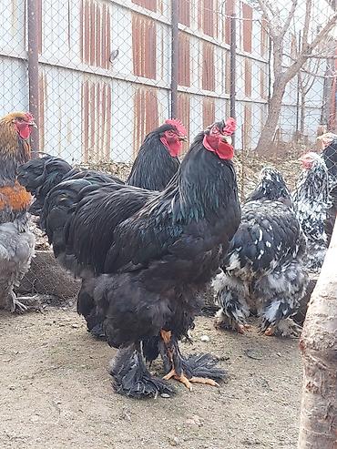 Куры, петухи: Продаю | Куры | Брама | Для разведения at lalafo.kg — 11 Куры, петухи: Продаю | Куры | Брама | Для разведения — 11