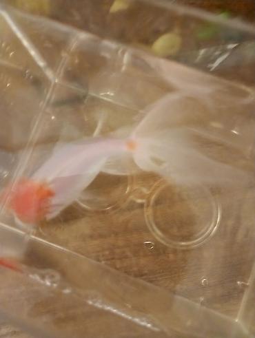 Balıqlar: Oranda, Sülhsevər — 4