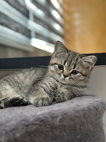 Pişiklər: Şinşilla — 12