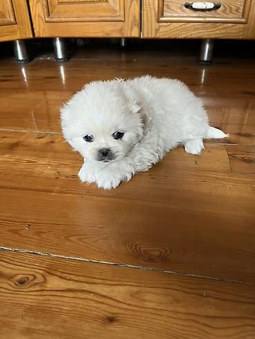 İtlər: Pekines, 1 ay, Dişi — 2