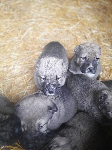 İtlər: Peyvəndli — 1