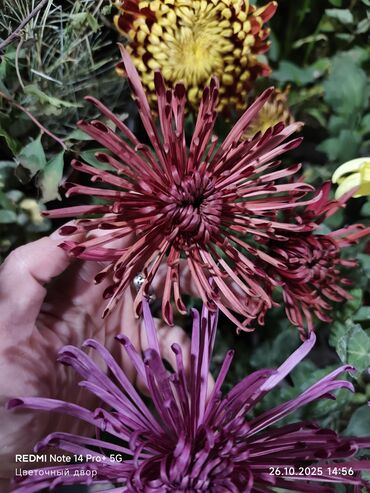 цветы многолетний кустарник: Хризантемы садовые, крупноцветковые, в горшках Описание: -